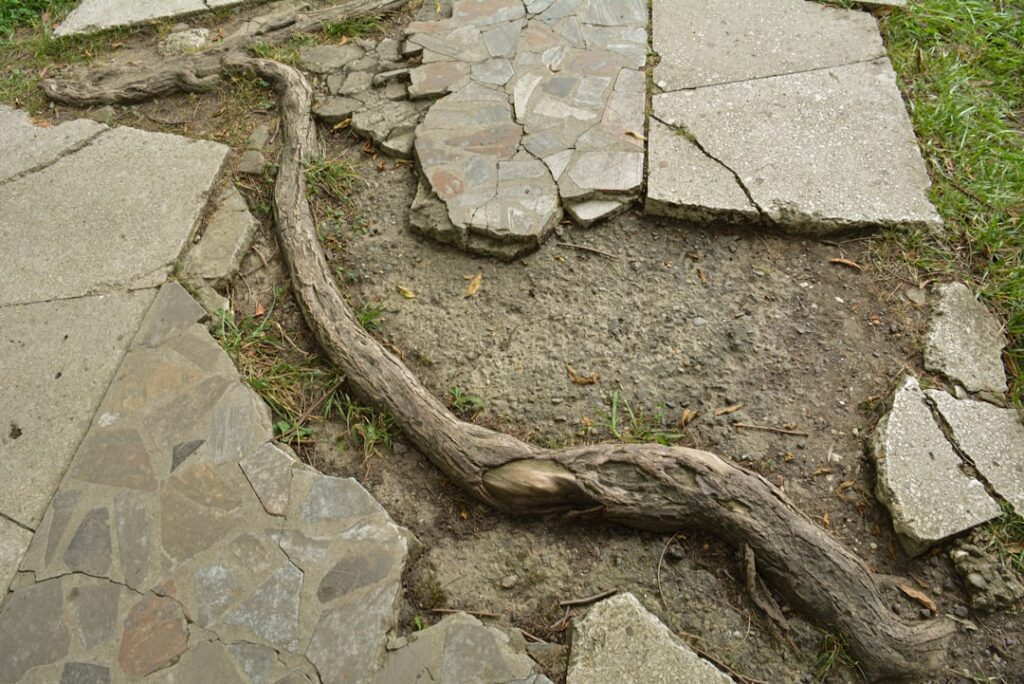 A large tree with exposed roots growing near an underground sewer access point in a grassy residential yard.
