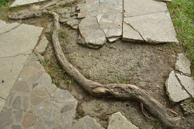 A large tree with exposed roots growing near an underground sewer access point in a grassy residential yard.